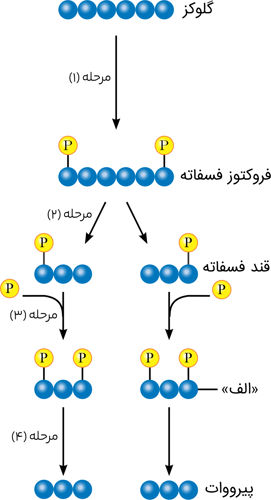 سوال 15